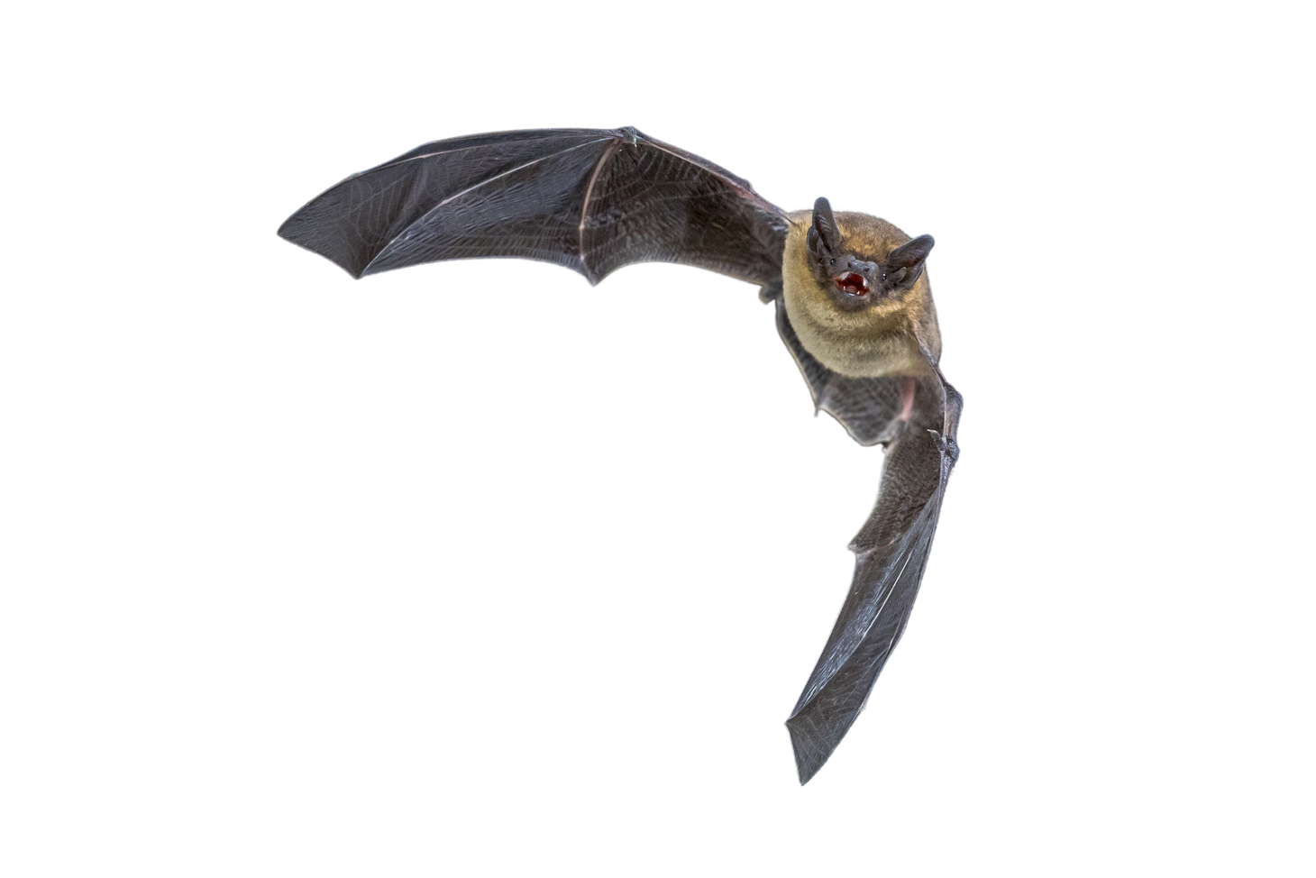 Flying pipistrelle bat  