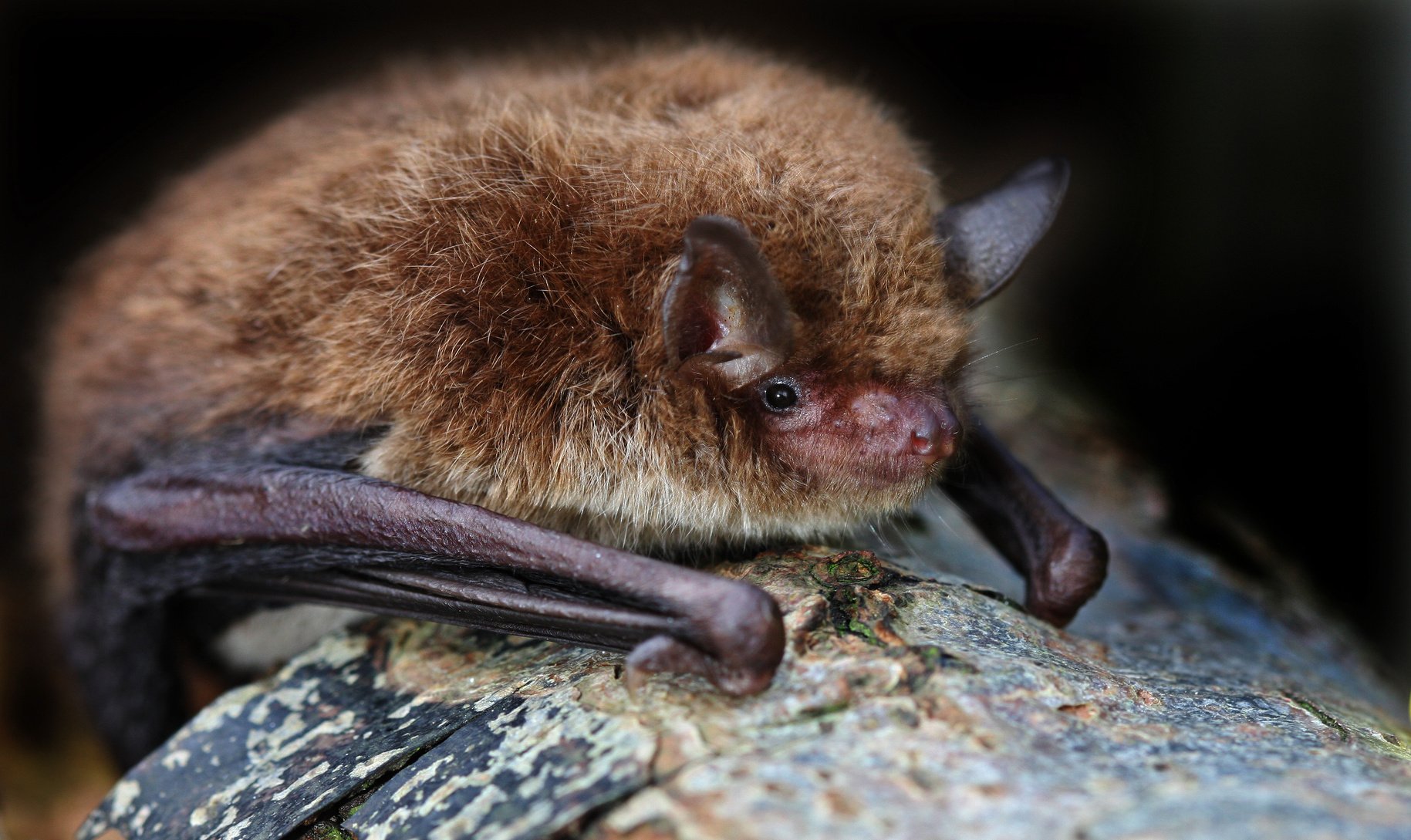 a bat sitting on top of a rock