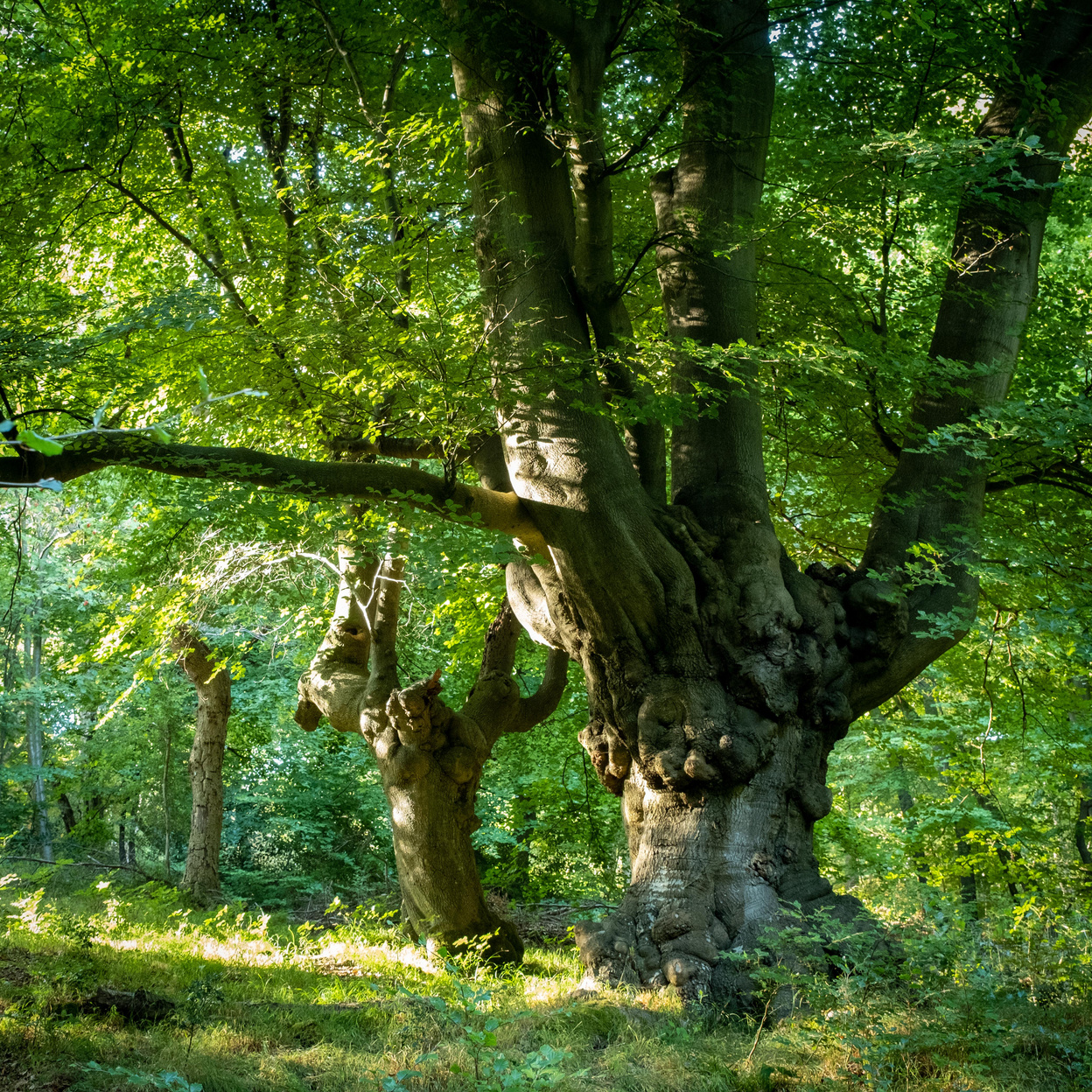 a group of ancient beech pollards 