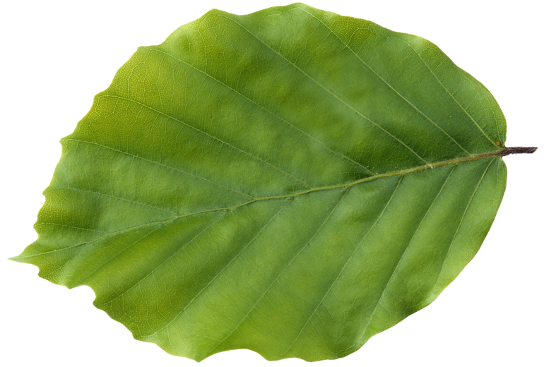 a Beech leaf 