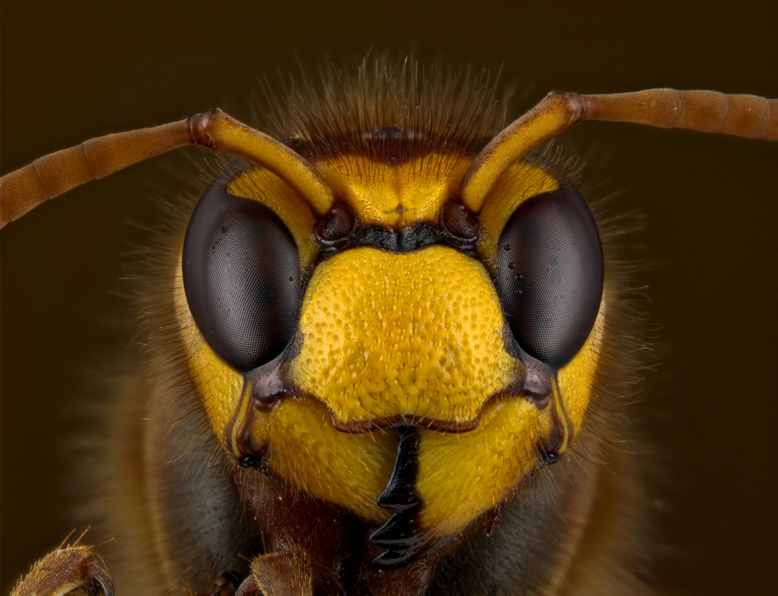 a close up of a hornet's face