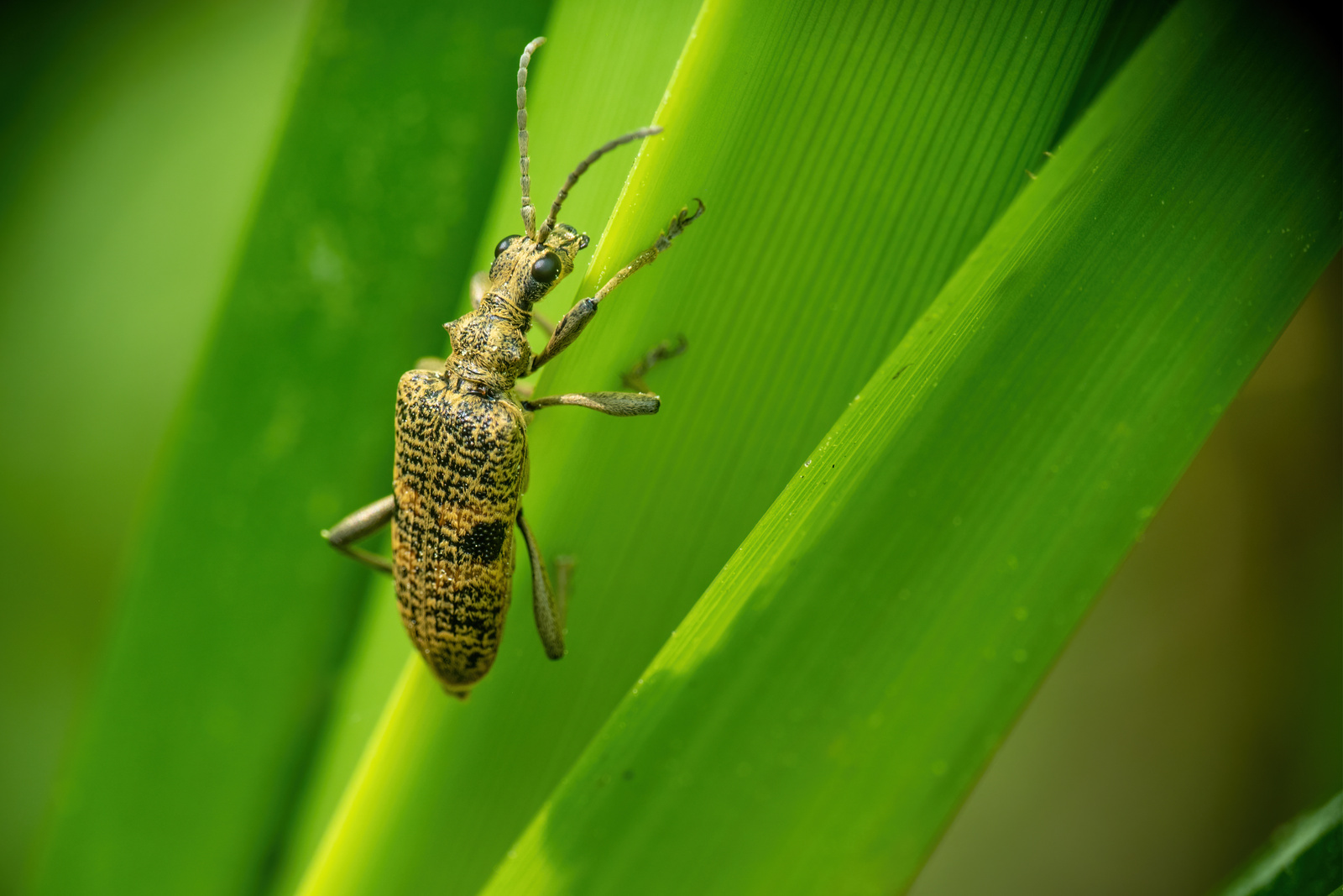 Black-spotted longhorn beetle 