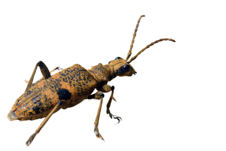 A longhorn beetle with a brown body and black stripes