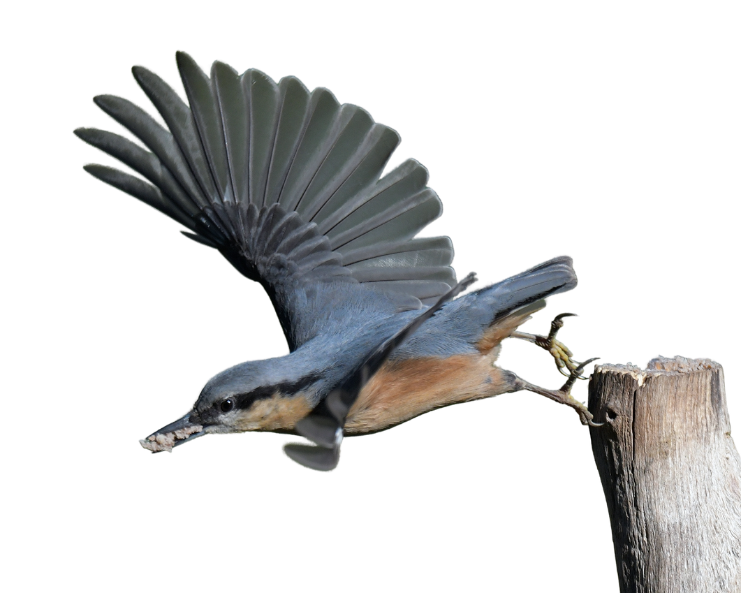 A nuthatch taking flight from a wooden post