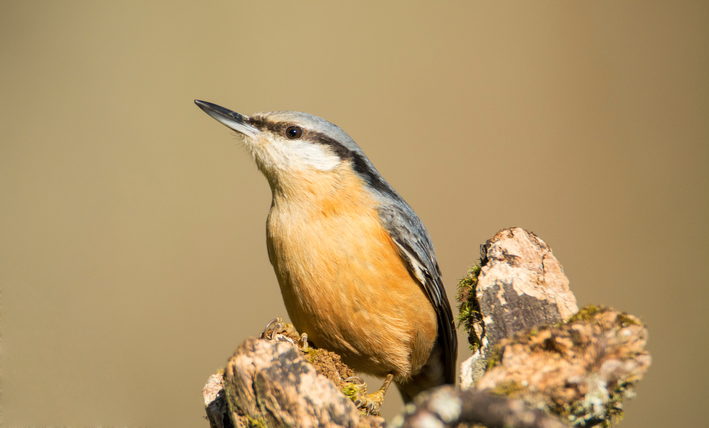 a Nuthatch perched on a tree branch