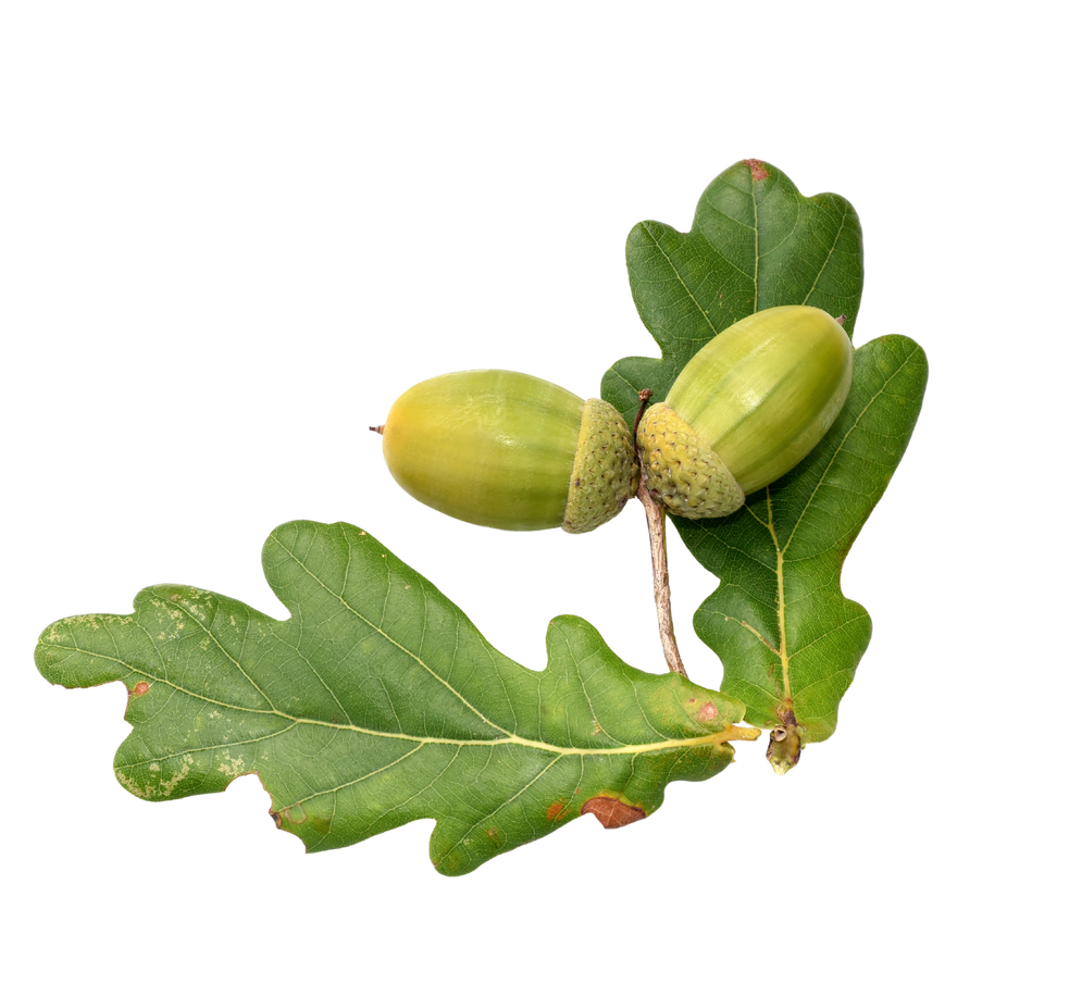 two English Oak acorns with leaves on a white background