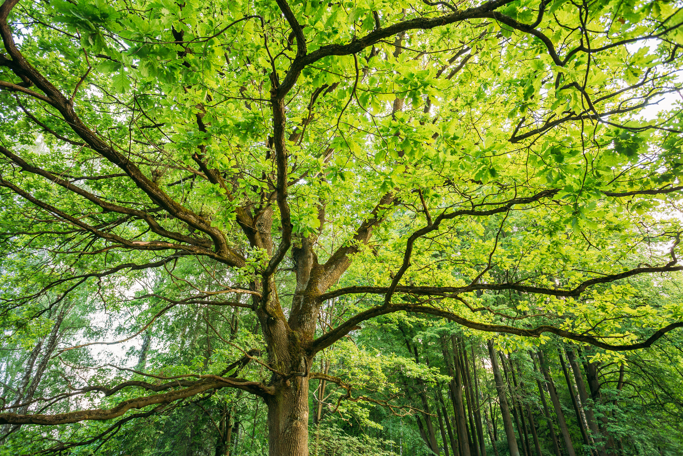 a English Oak tree in the woodlands