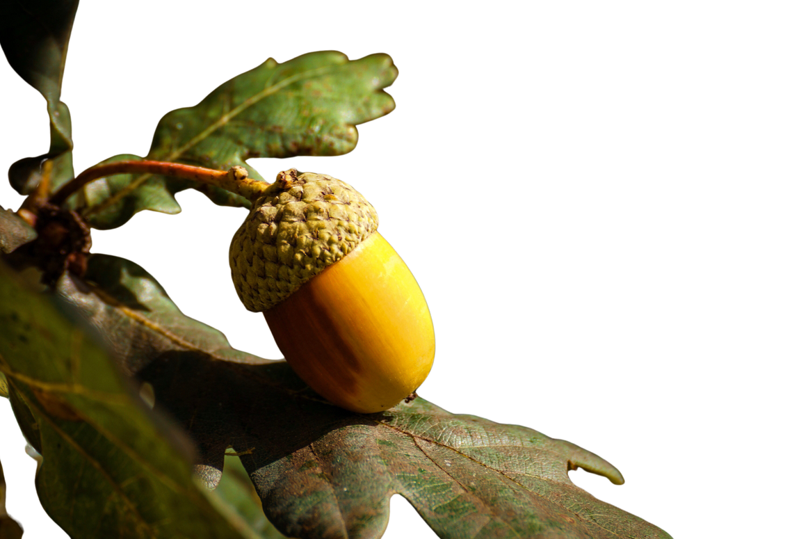 An acorn and oak leaf