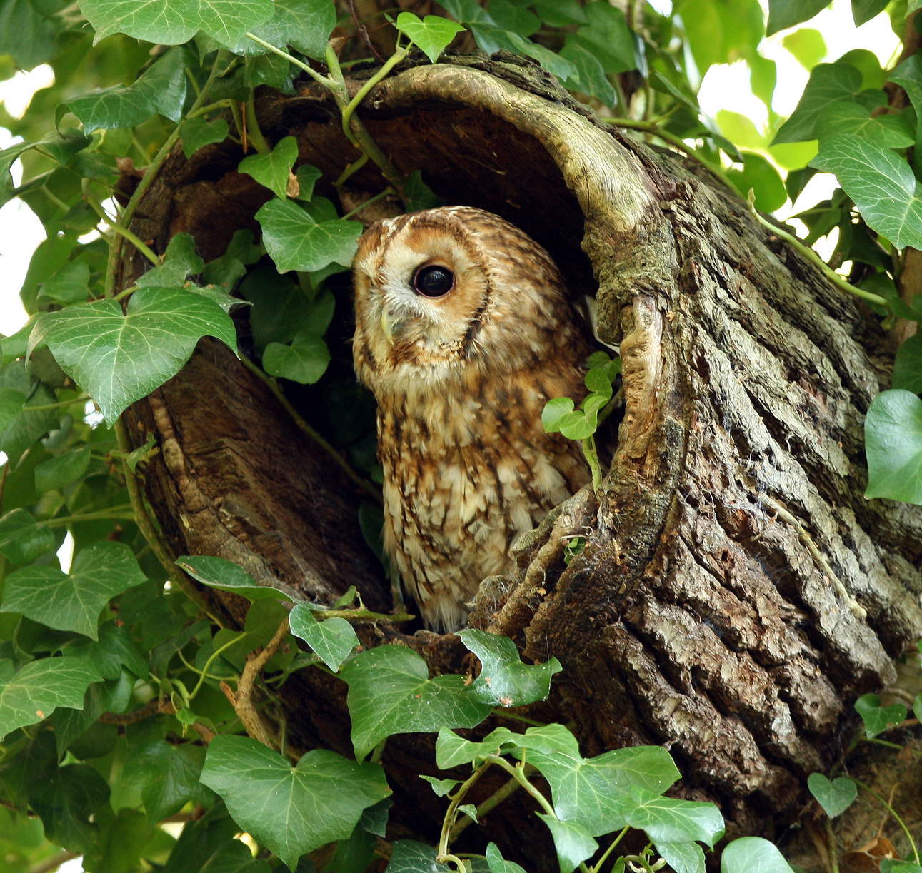 a Tawny owl sitting in the nest of a tree