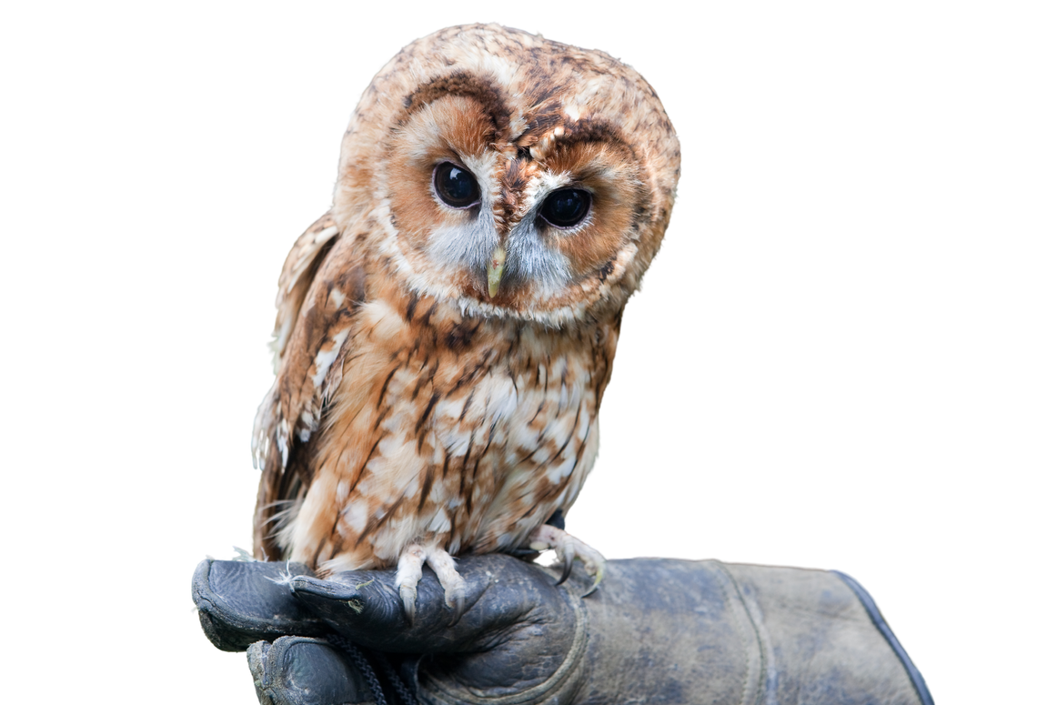 Small Tawny owl on a branch