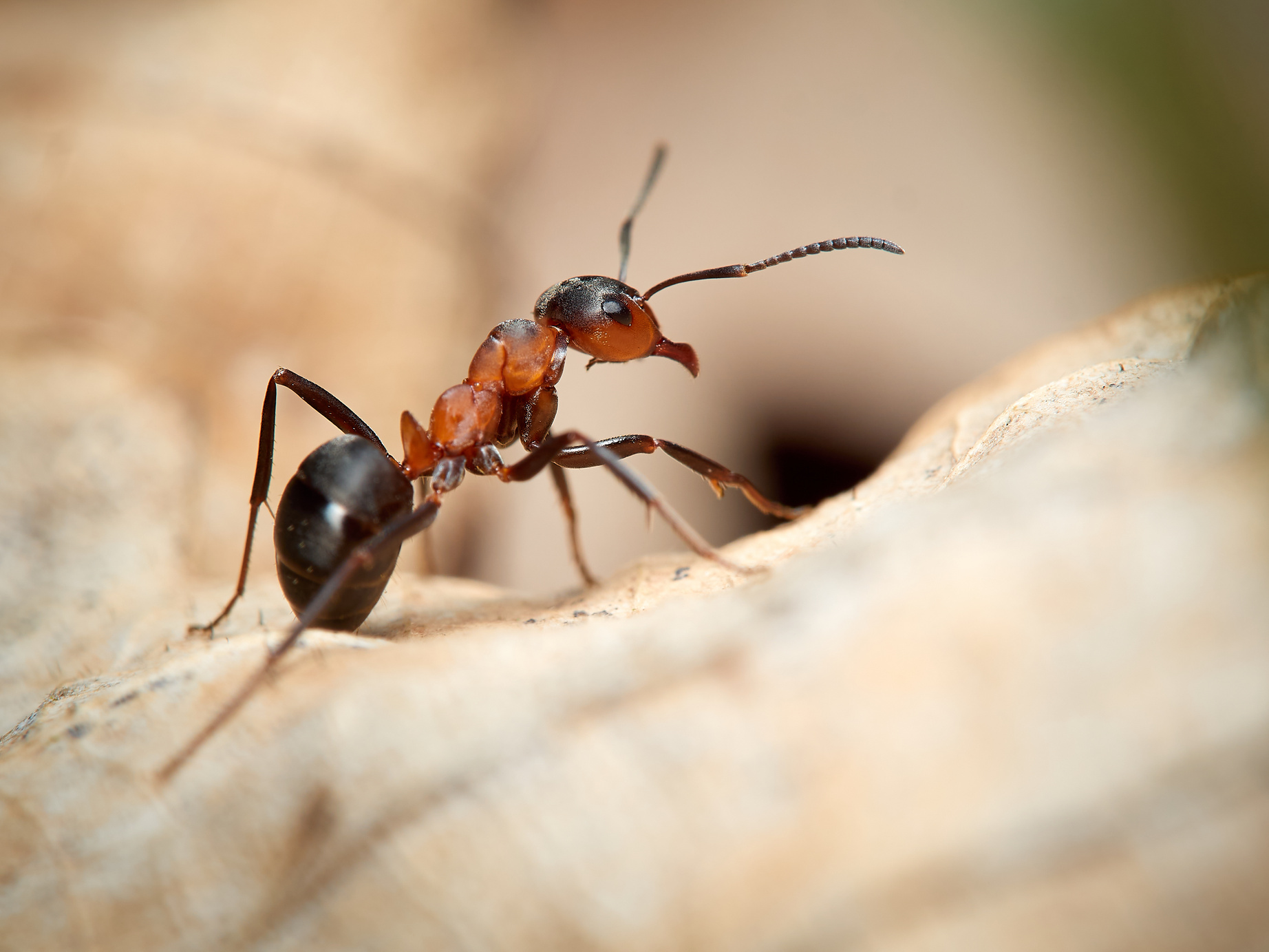 a wood ant sitting on top of a piece of wood